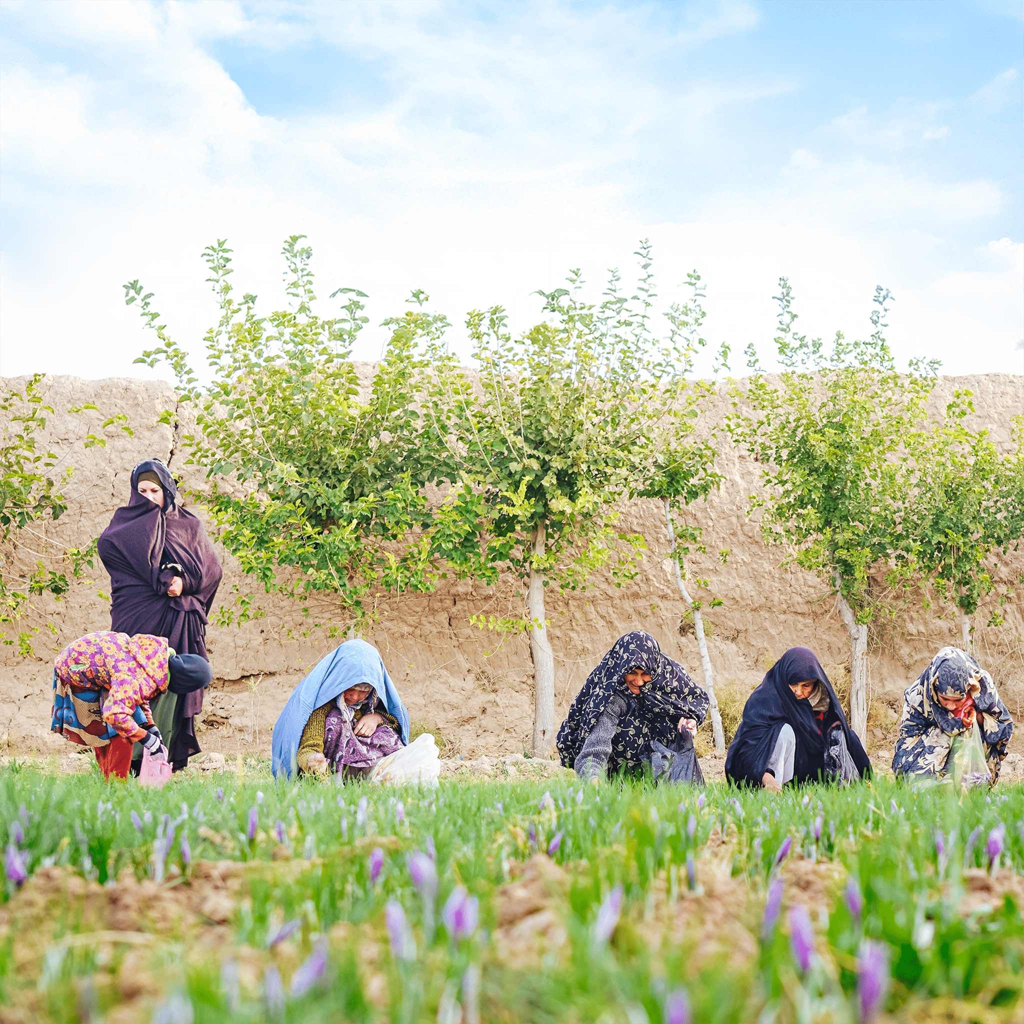 Frauen in Afghanistan bei der Safranernte