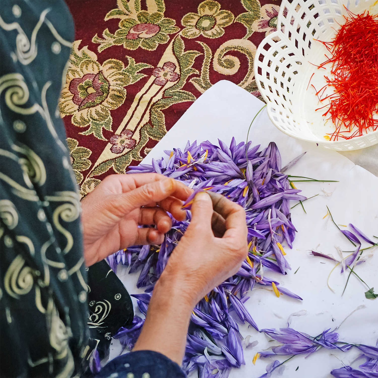 Eine Dame erntet Safranfäden au einer Safranblüte