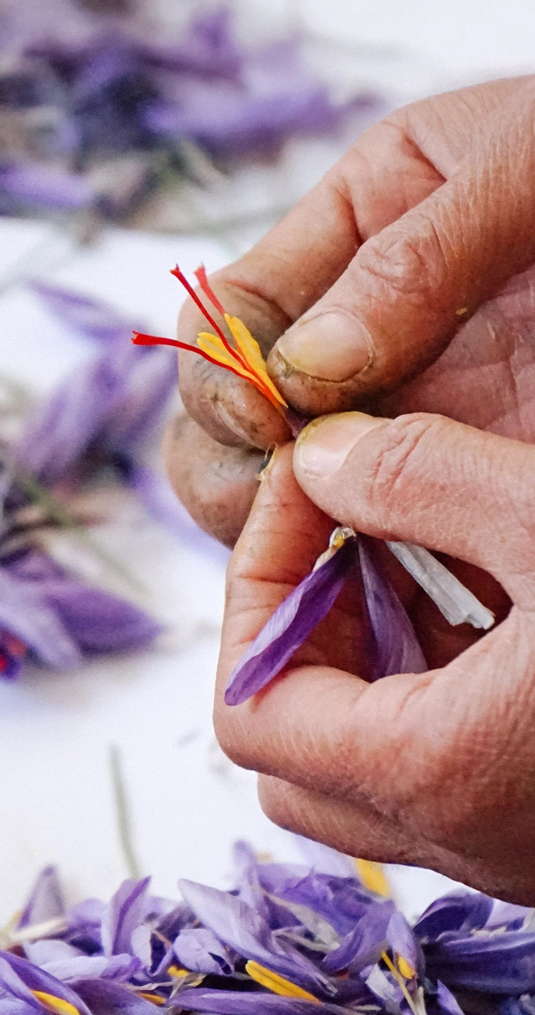 violett-lila farbige Krokusblüten liegen auf weissem Hintergrund, davor halten zwei Hände Krokusblüte und drei rote Stempelfäden