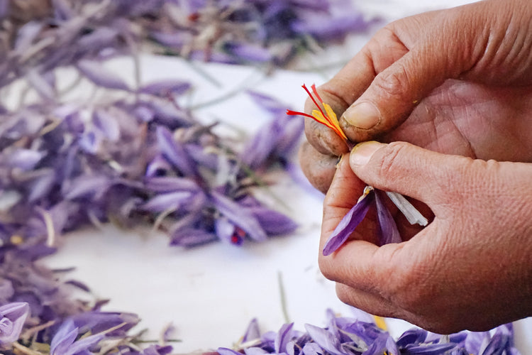 violett-lila farbige Krokusblüten liegen auf weissem Hintergrund, davor halten zwei Hände Krokusblüte und drei rote Stempelfäden