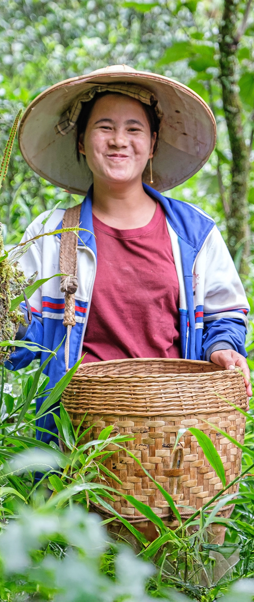 Eine Frau aus Myanmar bei der Ernte von Tee