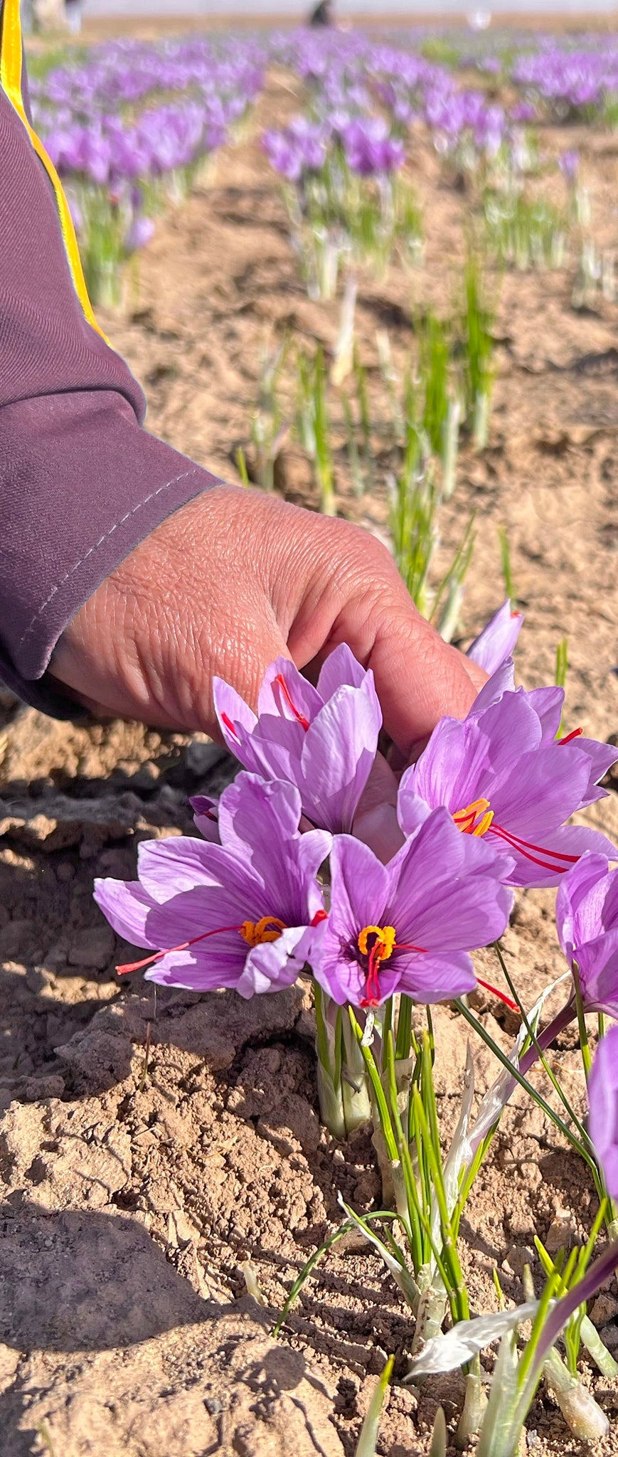 Safranblüten werden mit der Hand gepflückt