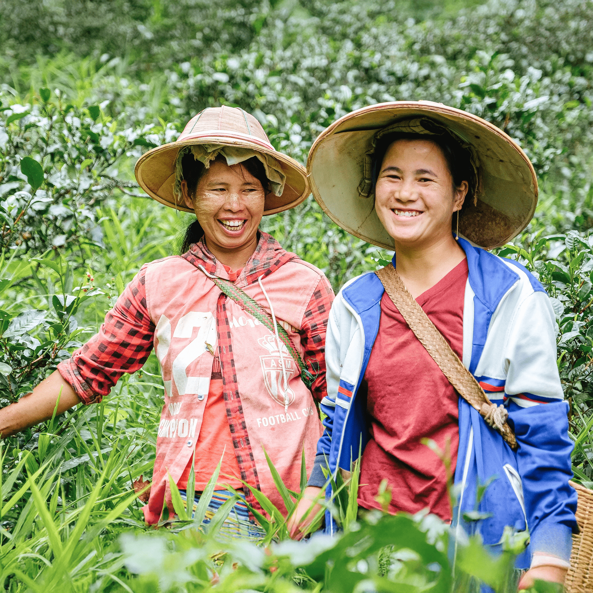 Zwei Frauen in Myanmar bei der Ingwerernte