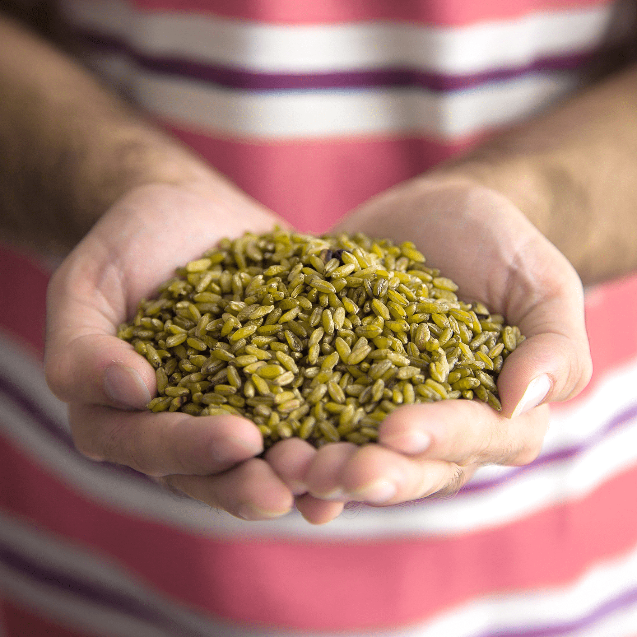 Ein Häufchen Freekeh wird in den Händen gehalten