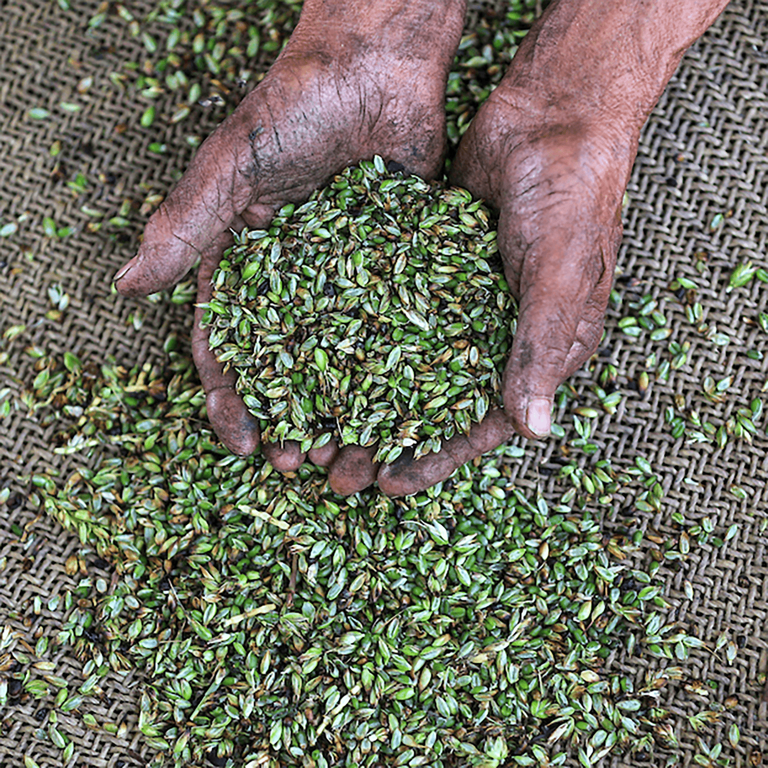 Freekeh, Vorratsbeutel 350g - Conflictfood