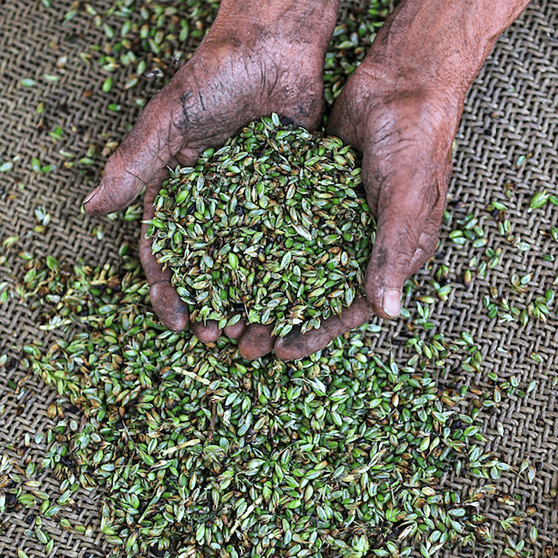 Freekeh, Vorratsbeutel 350g - Conflictfood