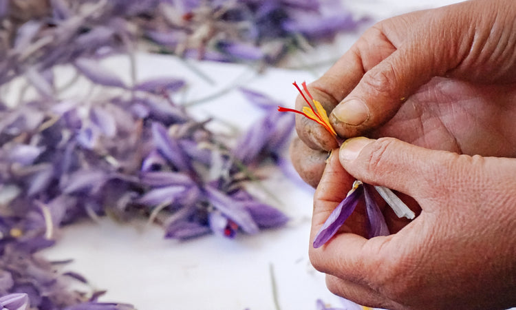 violett-lila farbige Krokusblüten liegen auf weissem Hintergrund, davor halten zwei Hände Krokusblüte und drei rote Stempelfäden