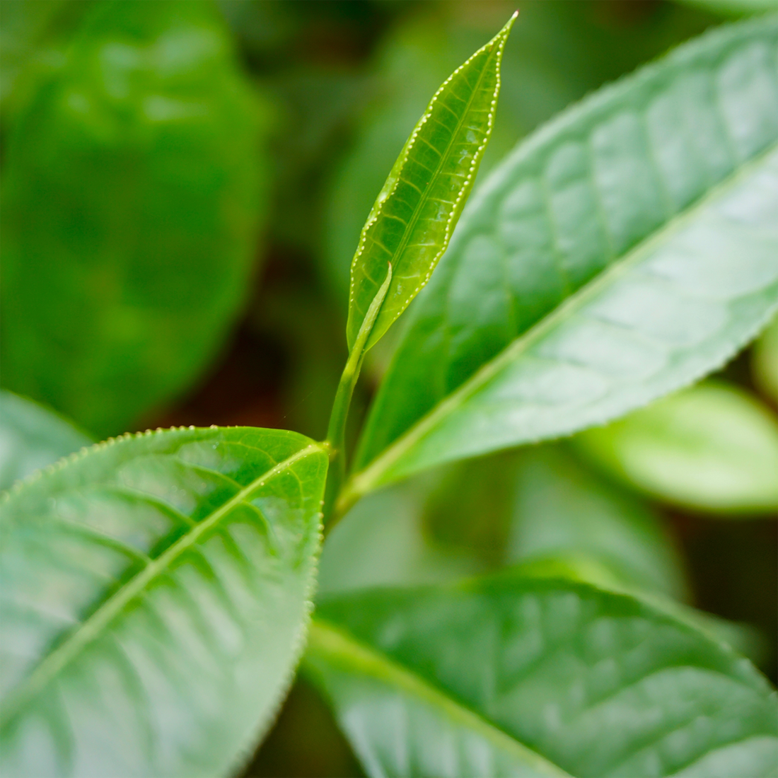 Die frischen Knospen einer Teepflanze
