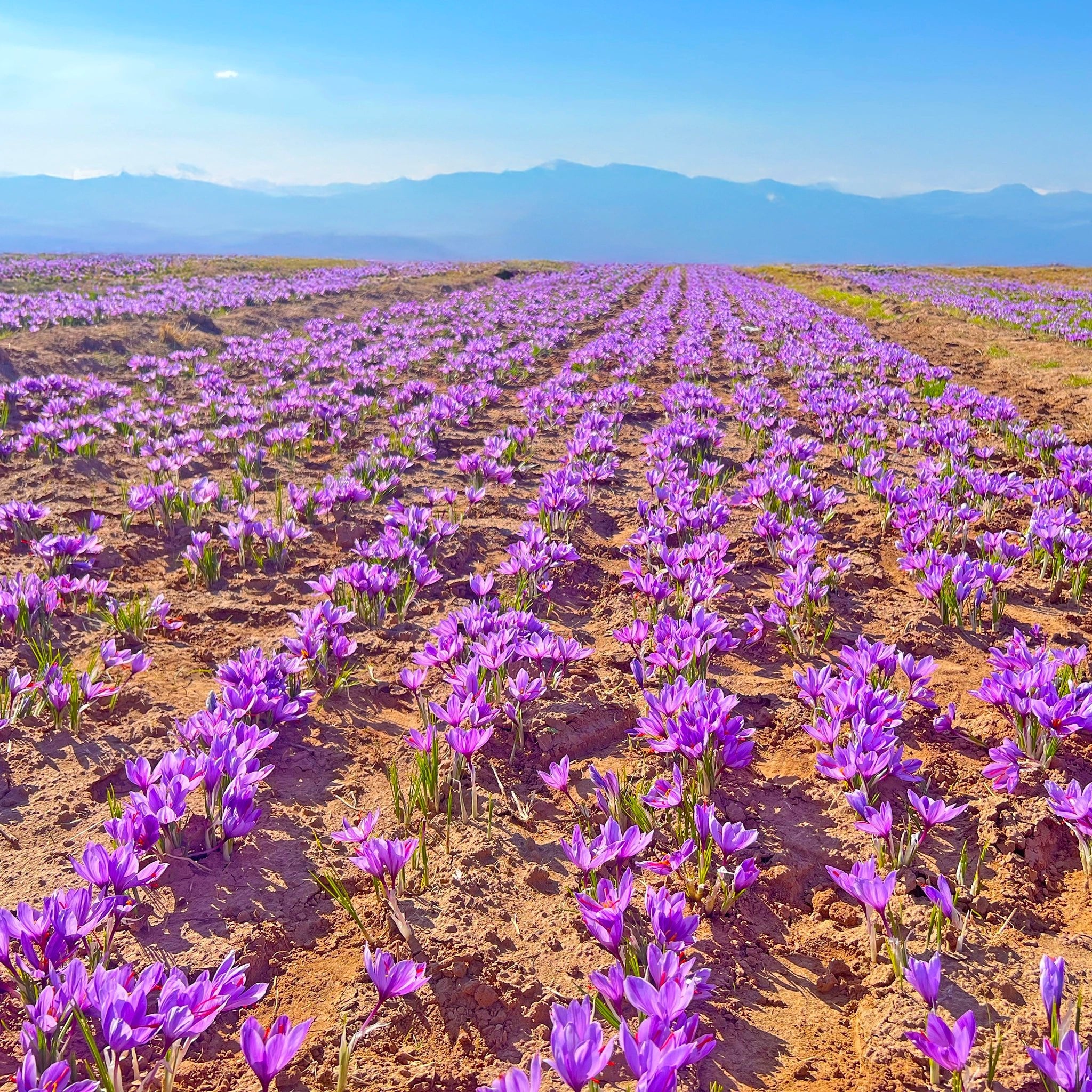 Ein üppig blühendes Feld voller lila Safrankrokuse