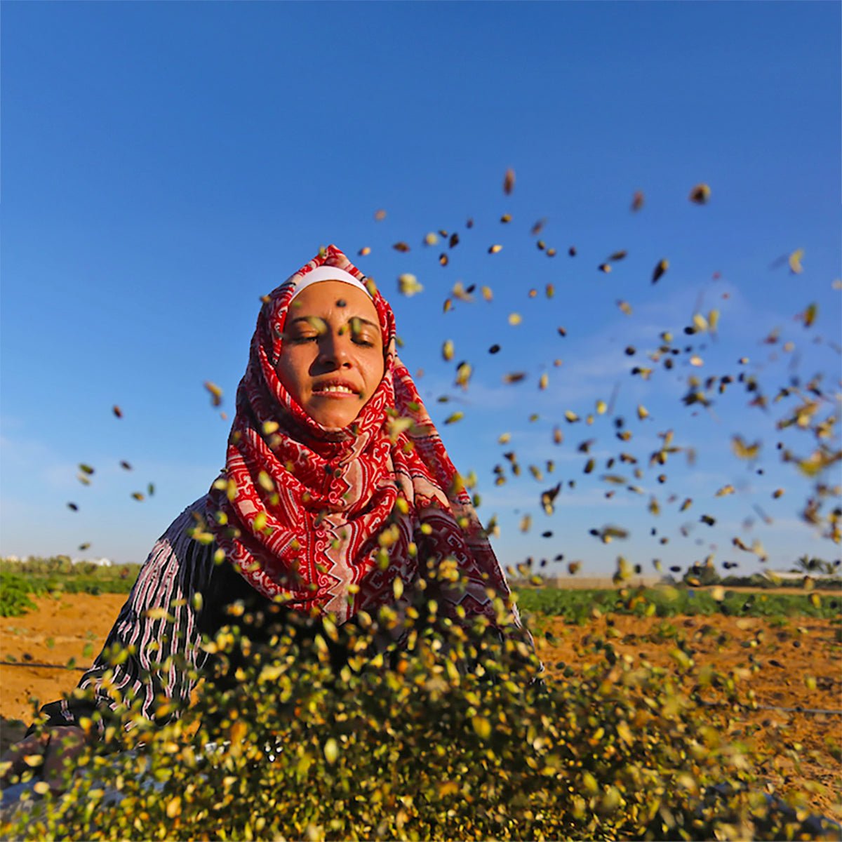 Eine Frau wirft frisch geerntetes Freekeh in den Wind um die Spreu vom Weizen zu trennen