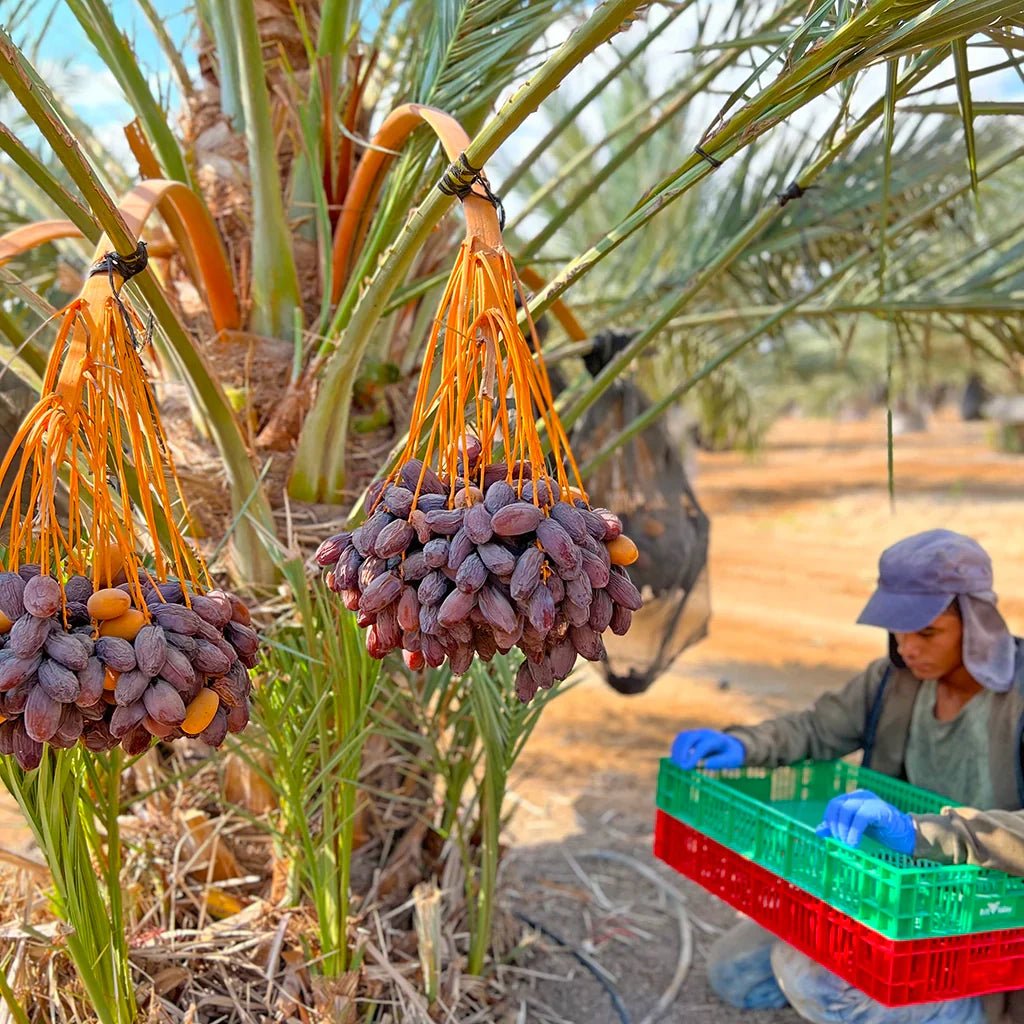 Die Dattel – Eine Frucht mit Geschichte