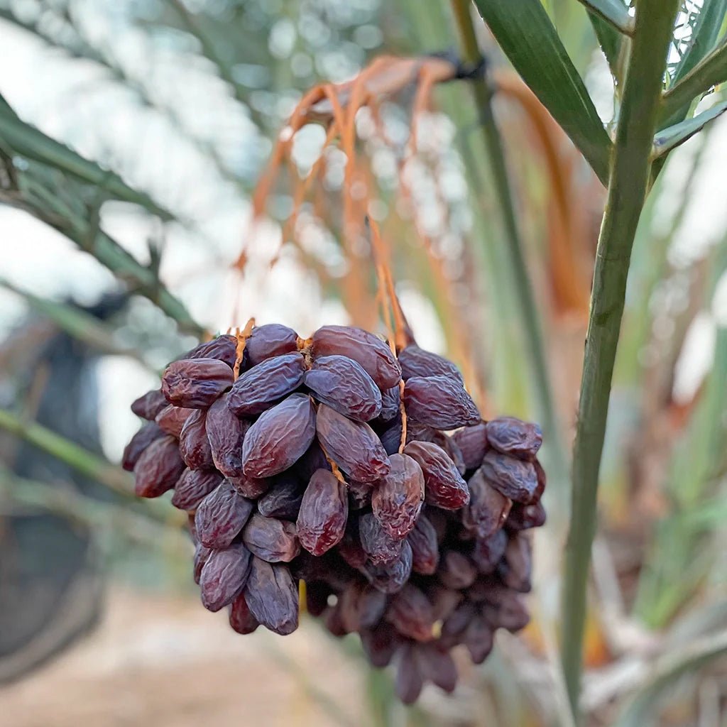 Süß, saftig, stark – was Datteln so gesund macht