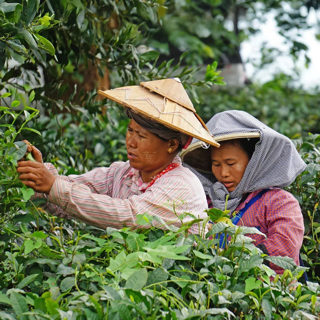 Von den entlegenen Bergen Myanmars bis in deine Tasse - Der lange Weg des Tees - Conflictfood