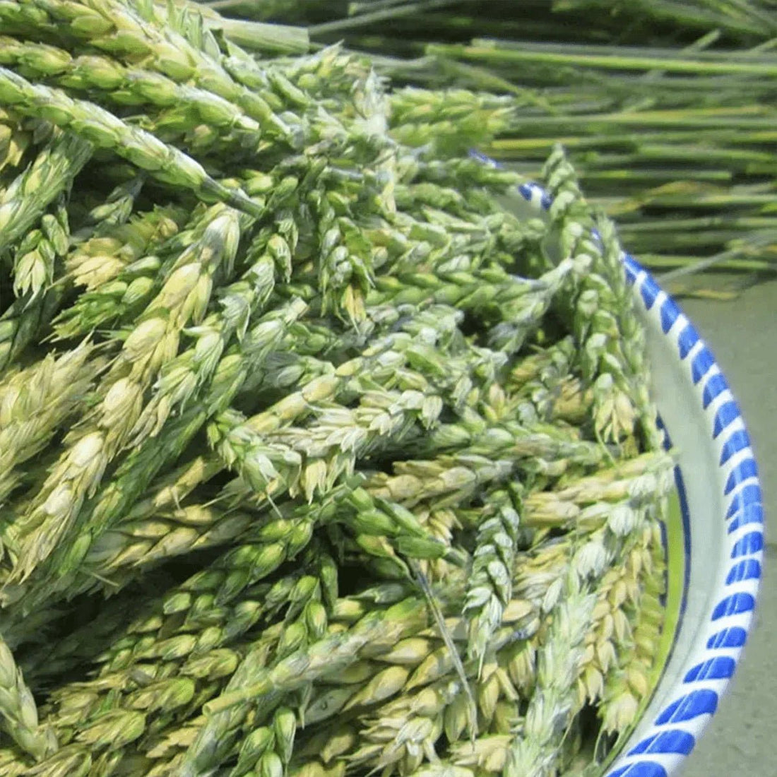 WARUM IST FREEKEH EIGENTLICH SO GESUND - Conflictfood
