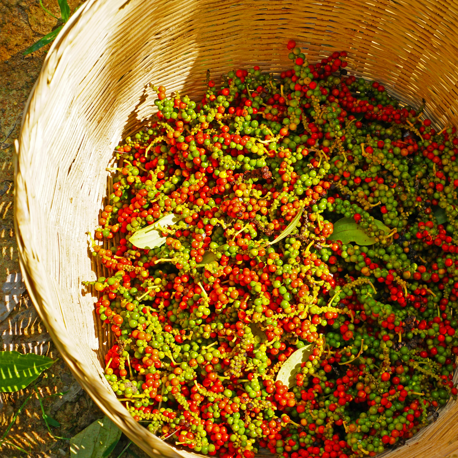 Ein Korb ist gefüllt mit frischen roten und grünen Kampot Pfeffer Beeren