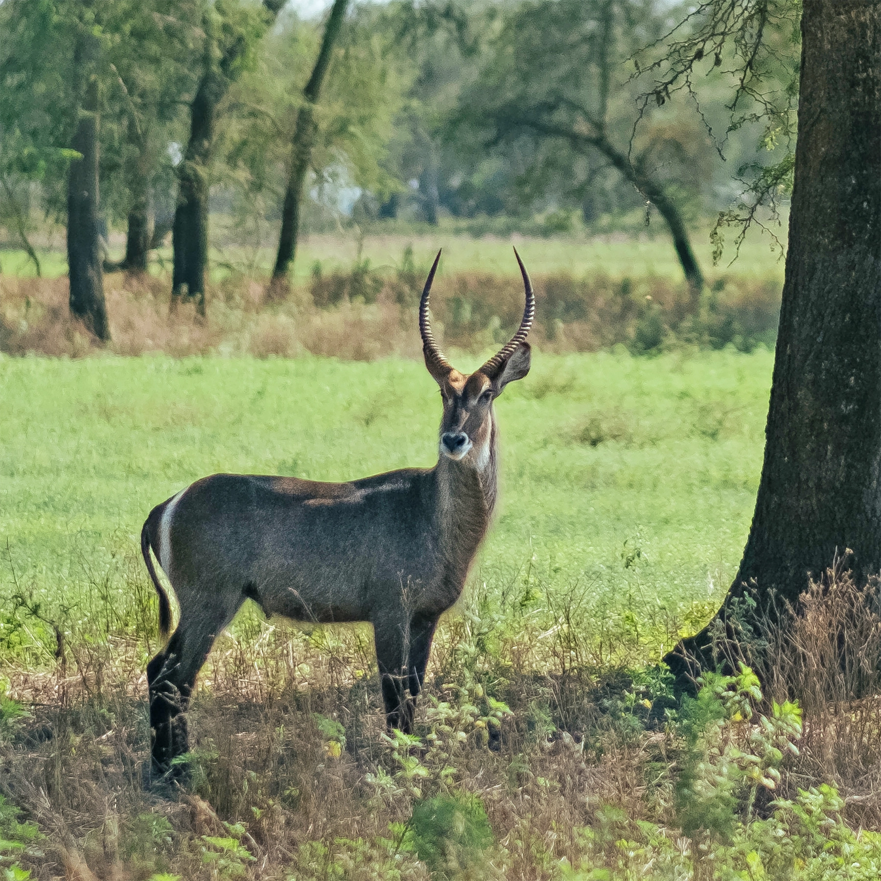 Ein Wasserbock steht in Mosambik im Schatten eines Baumes