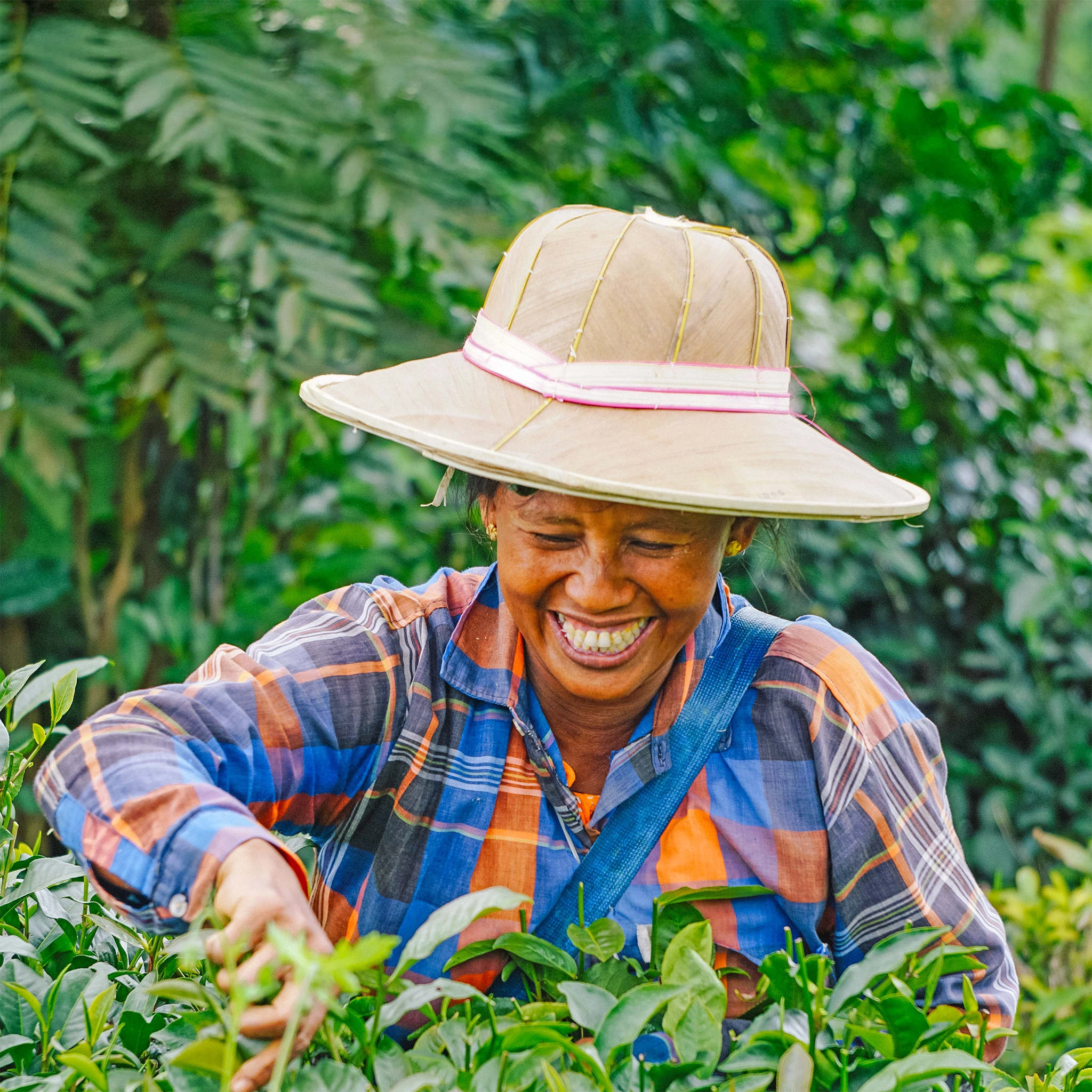 Kombi: Goldener Moment – Tee & Datteln