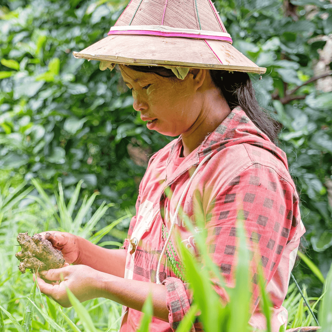 Ingwerernte in Myanmar