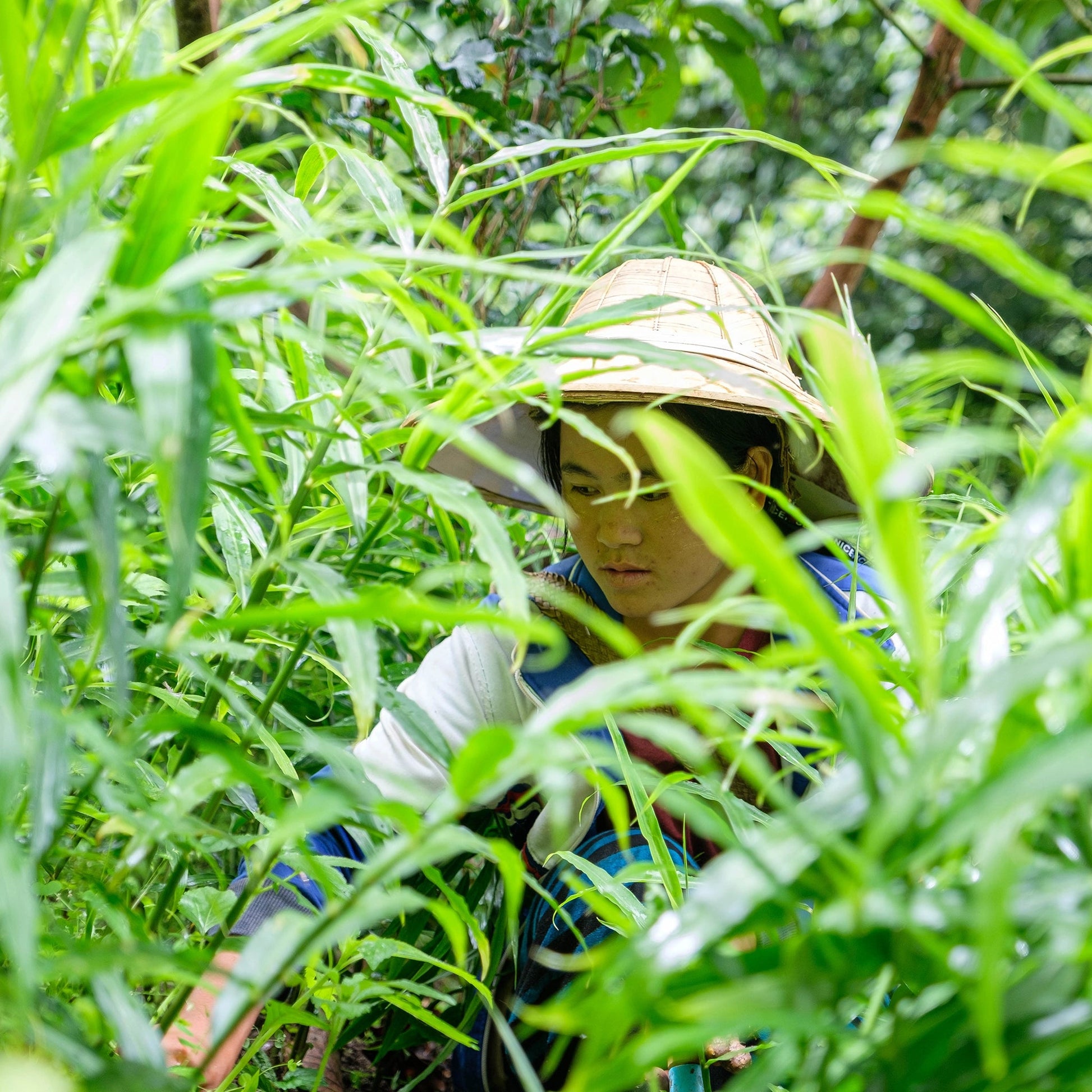Eine Frau erntet Ingwer in Myanmar zwischen saftigen Ingwerbättern
