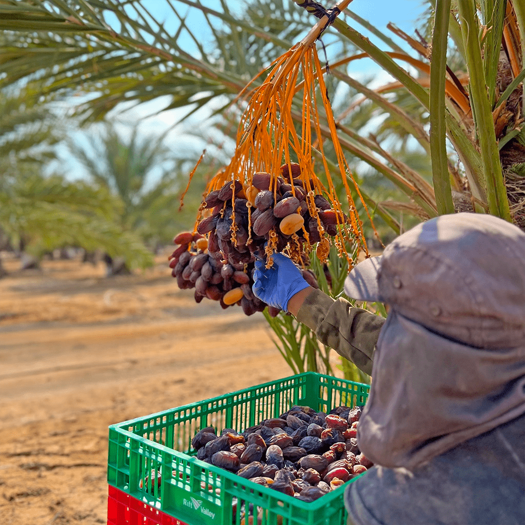 Bio - Medjool Datteln, Paket - Conflictfood