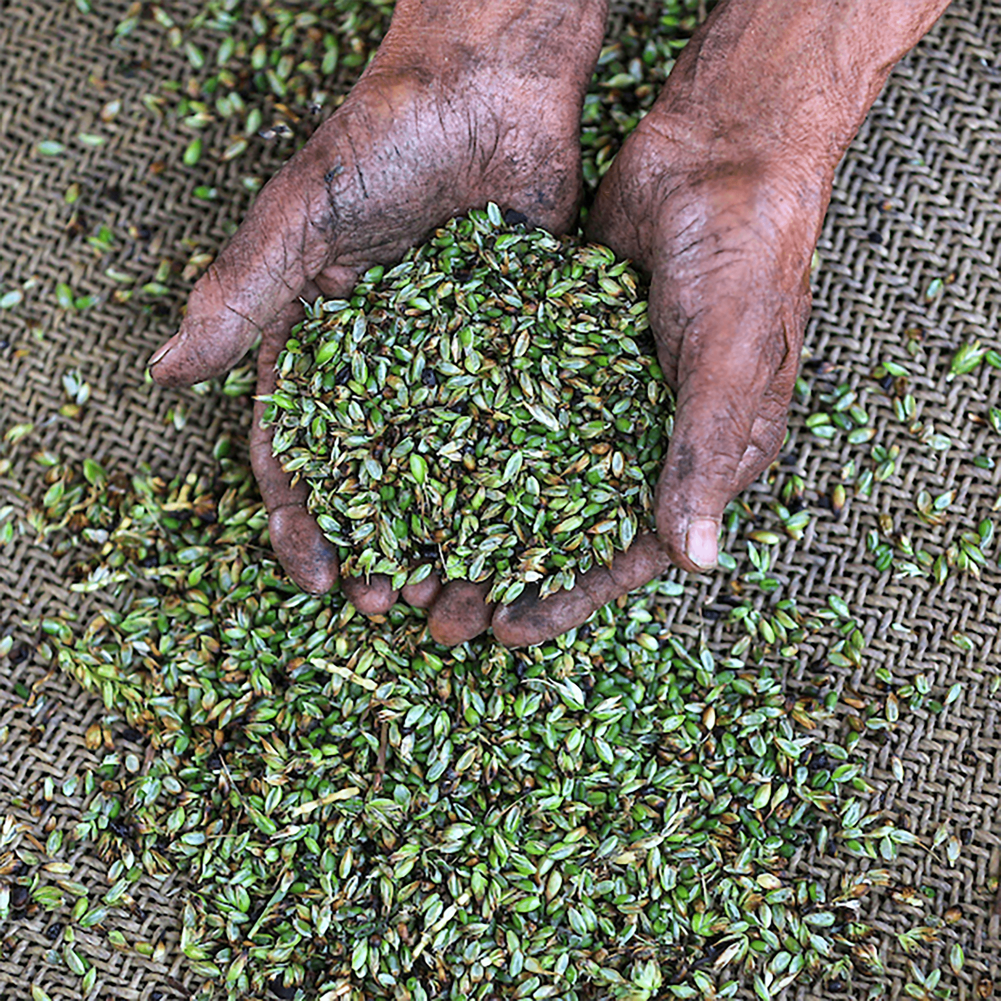 Freekeh aus Palästina – gerösteter grüner Weizen | Conflictfood Freekeh aus Palästina – gerösteter grüner Weizen | Conflictfood