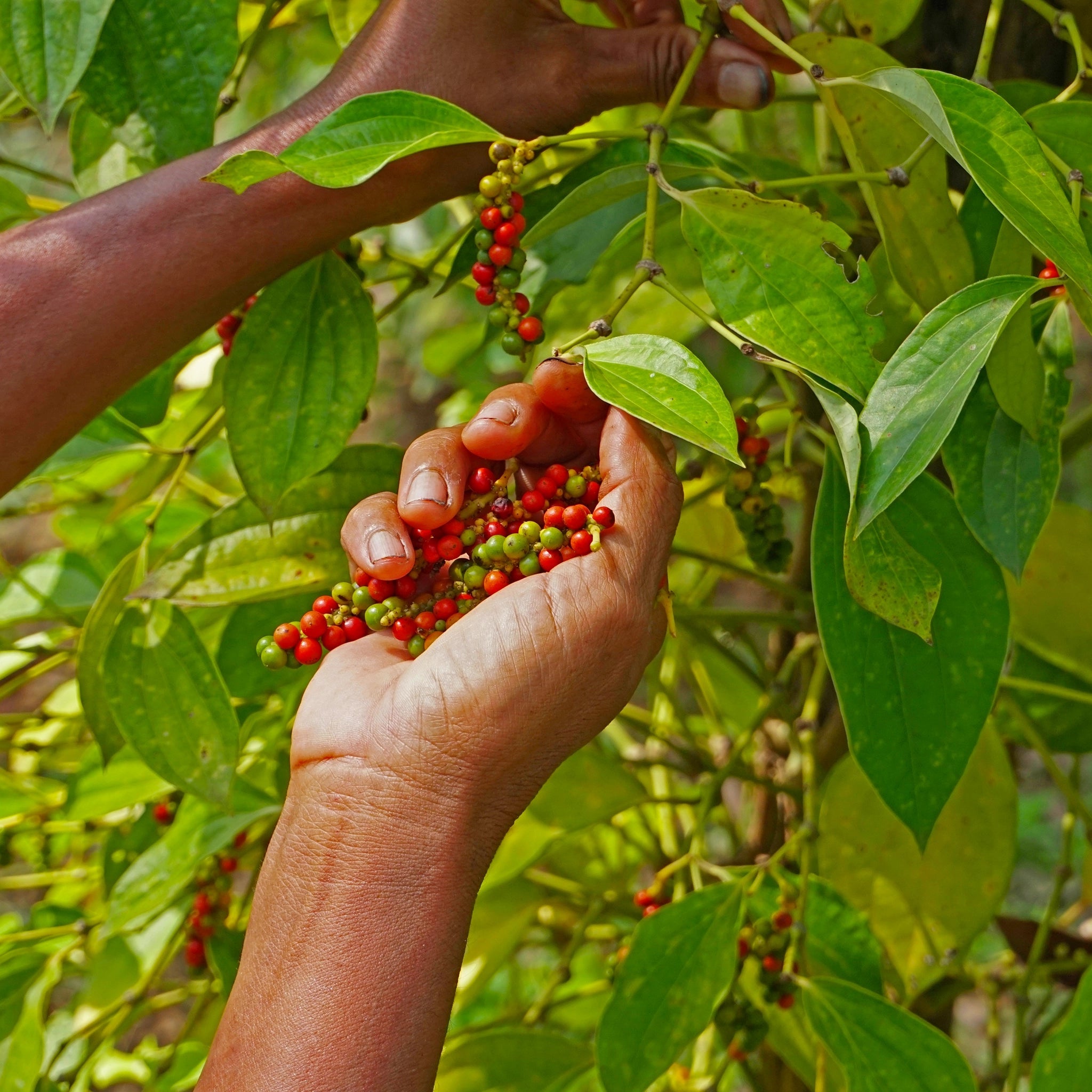 Kampot Pfefferkörner werden mit der Hand gepflückt