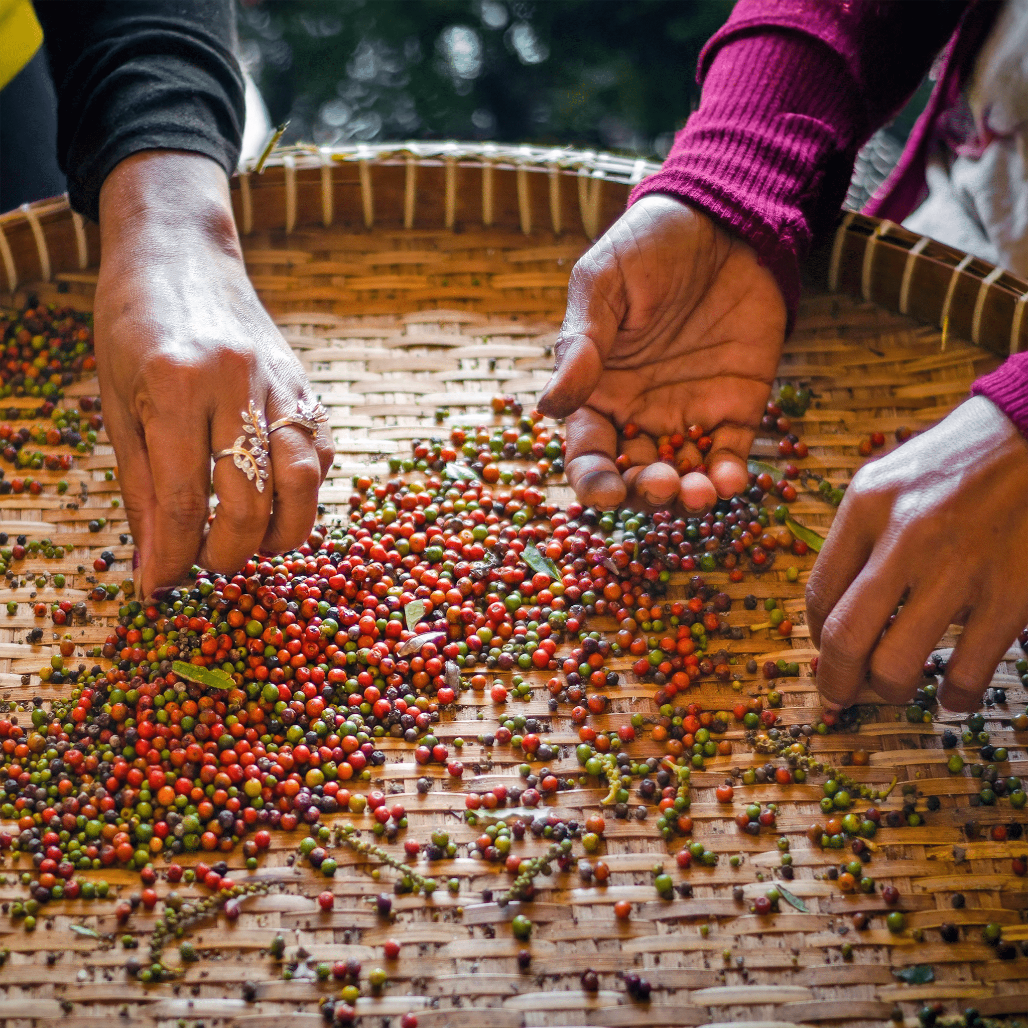 Rote und grüne Beeren Kampot Pfeffer werden per Hand sortiert