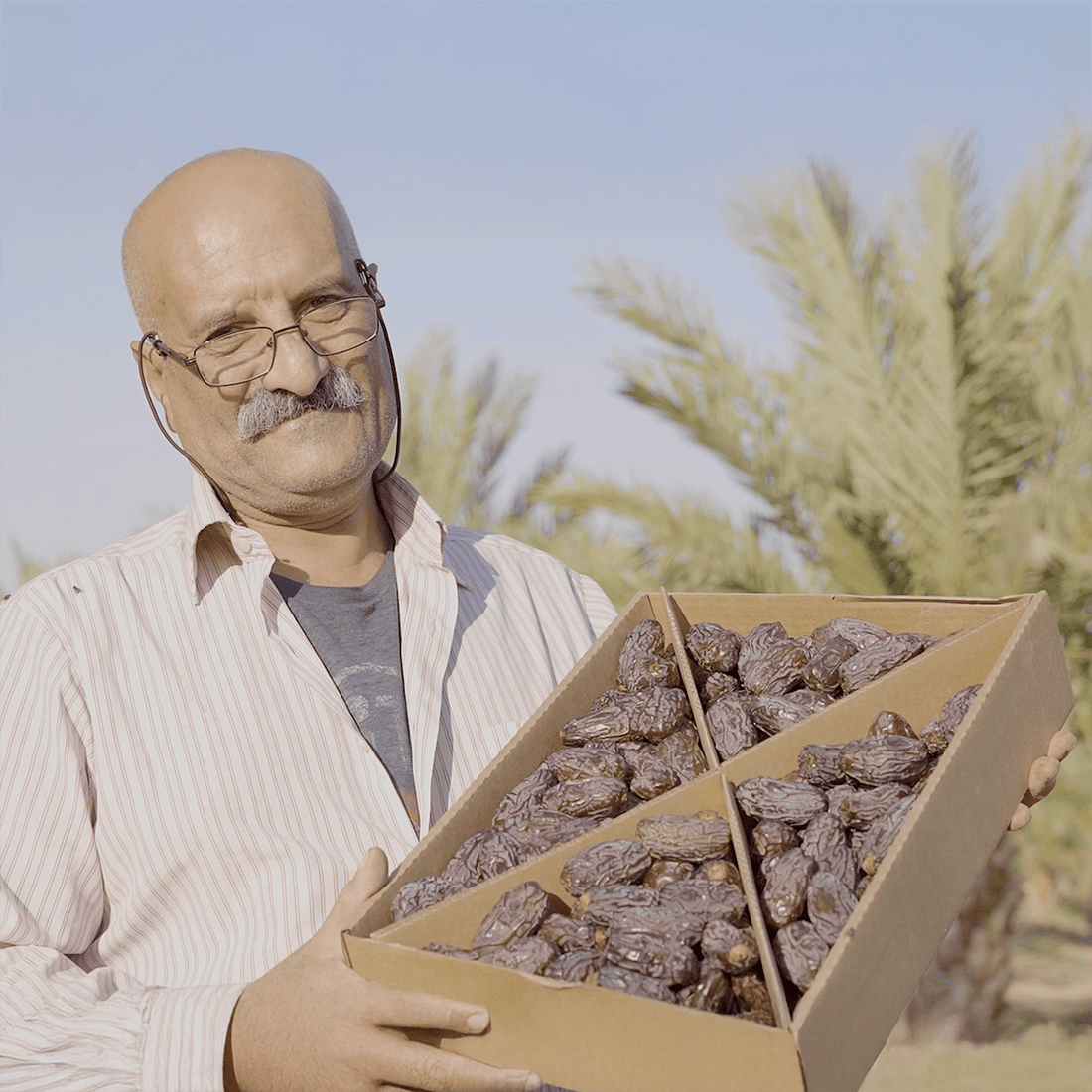 Gold des Jordantals – 4x Bio - Medjool Datteln - Conflictfood