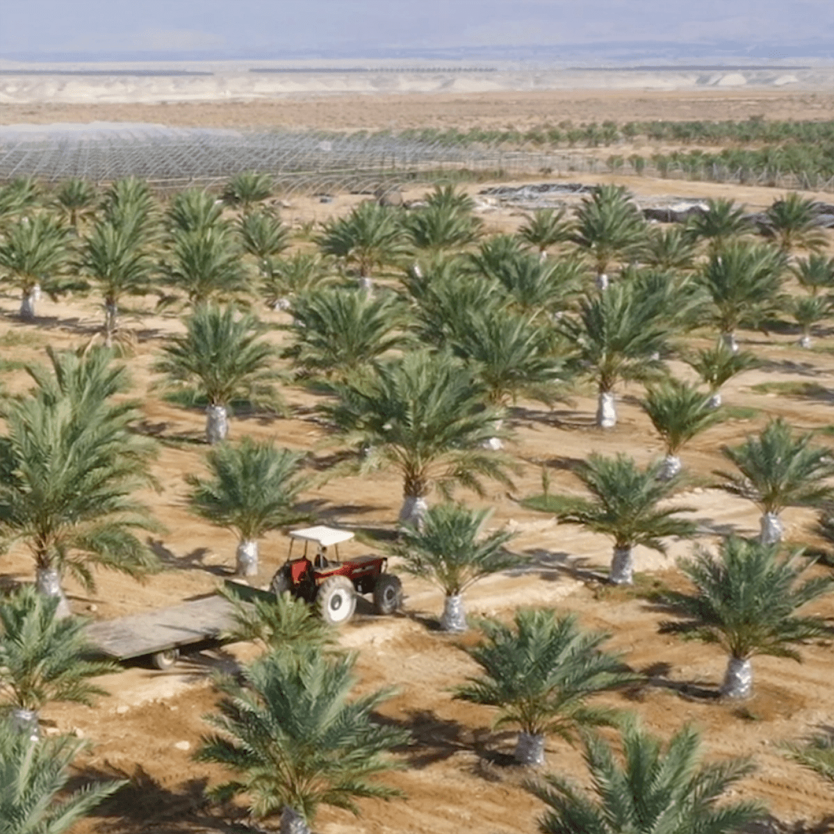 Gold des Jordantals – 4x Bio - Medjool Datteln - Conflictfood