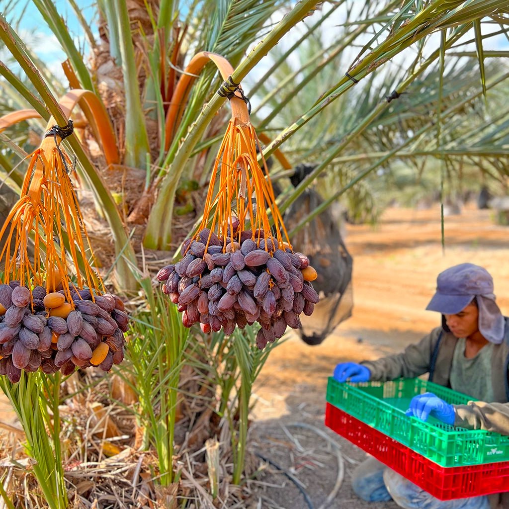Gold des Jordantals – 4x Bio - Medjool Datteln - Conflictfood