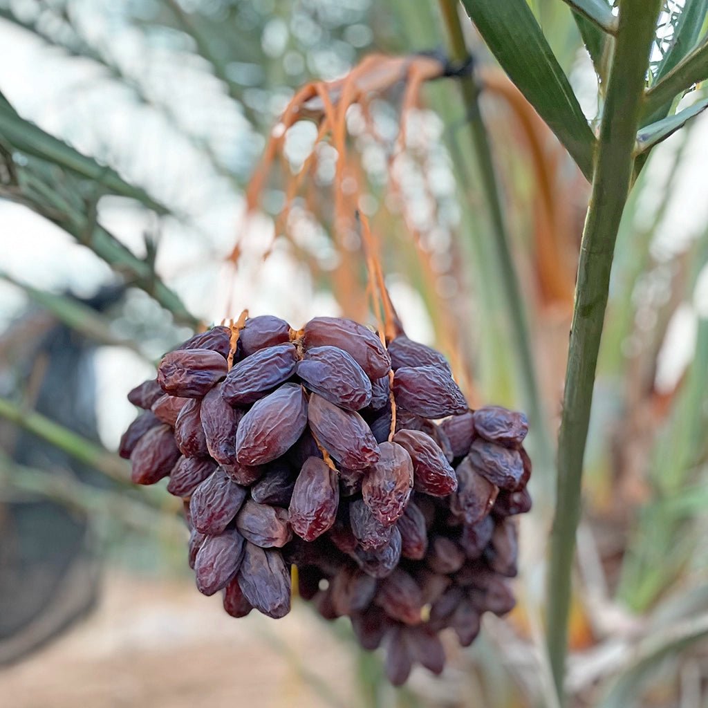 Gold des Jordantals – 4x Bio - Medjool Datteln - Conflictfood