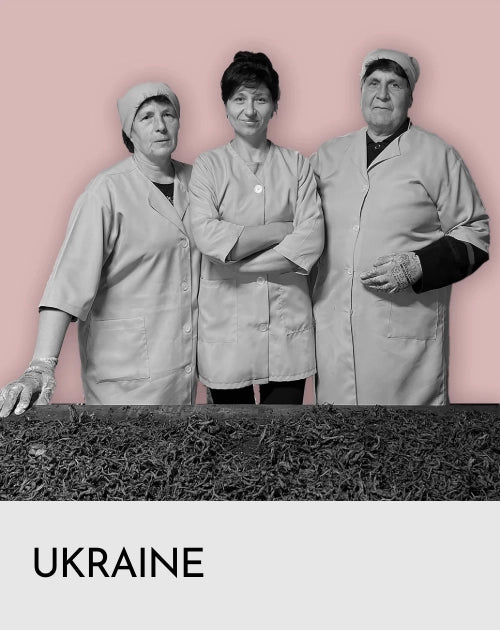 Drei dunkelhaarige Frauen mit Kittelschürze und Kopfbedeckung stehen  lächelnd vor einem Tisch auf dem ausgebreitet Ivan Chai liegt, getrocknete lose Weidenröschenblätter.
Darunter Weisser Balken mit Schrift UKRAINE