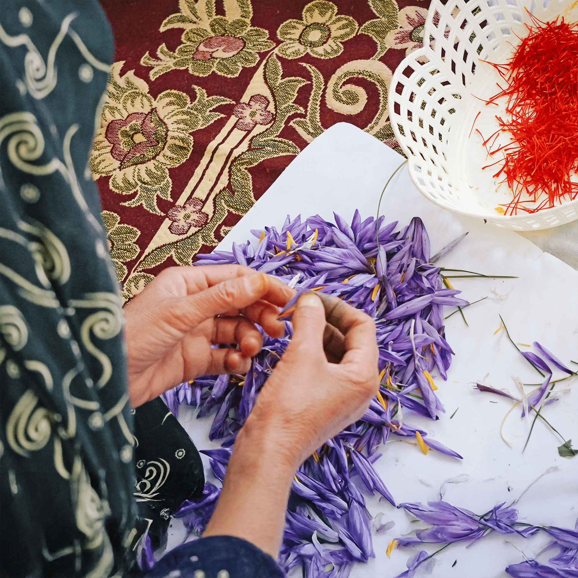 Eine Dame erntet Safranfäden aus Safranblüten in Afghanistan