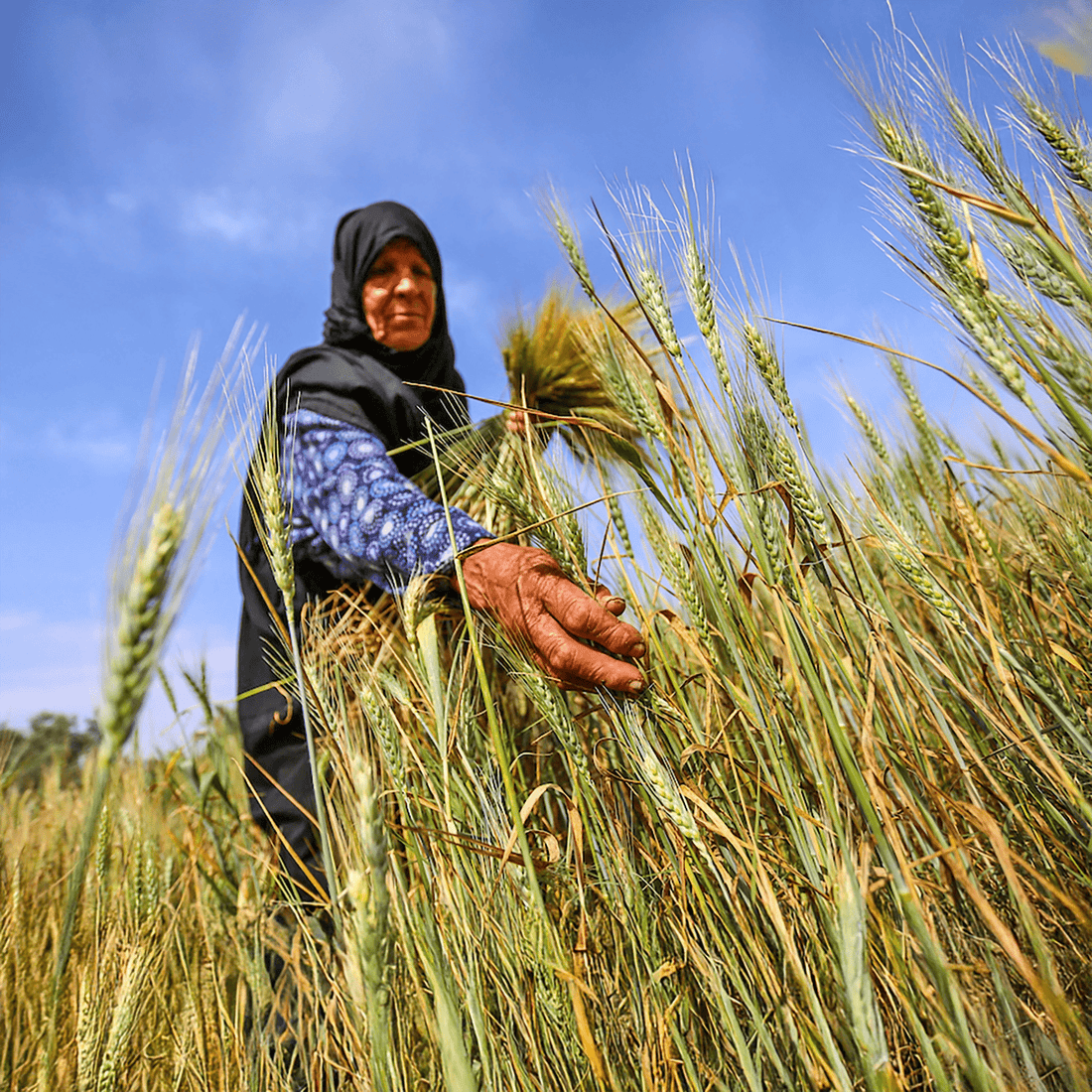Spendenpaket: Freekeh aus Palästina - Conflictfood